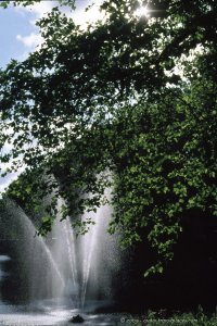 Fountain & leaves