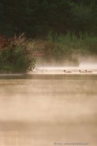 Ducks in evening mist